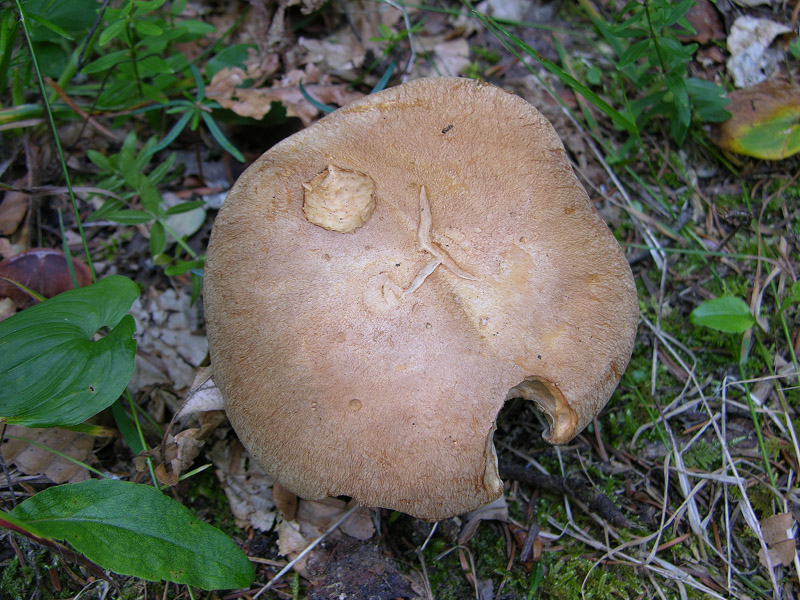 Cortinarius da determinare n�02.